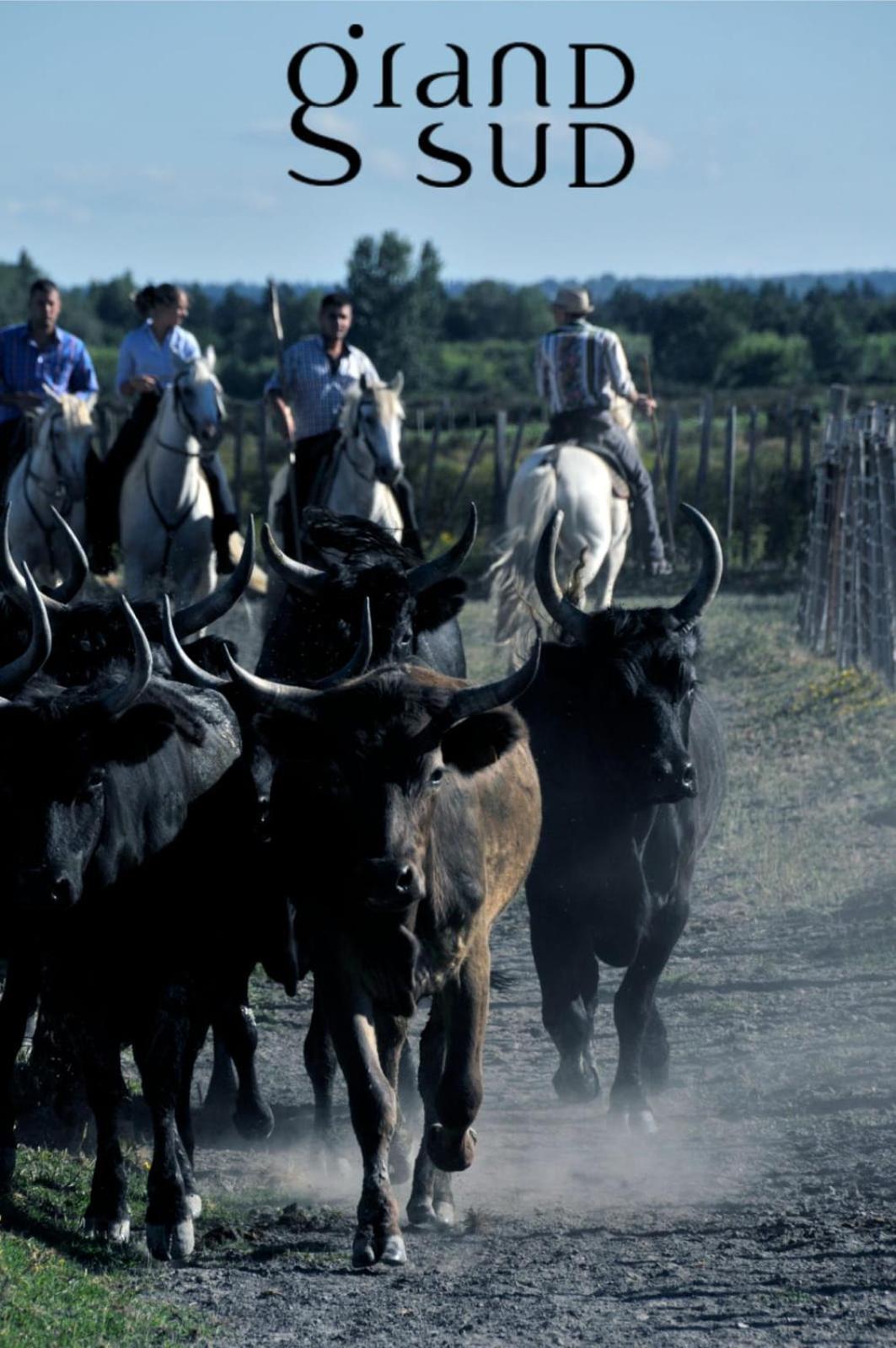 L'Oree De Camargue Studio Avec Cour Ле-Гро-дю-Руа Экстерьер фото